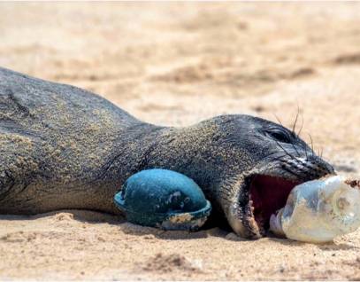 Hawaiian monk seal with plastic trash