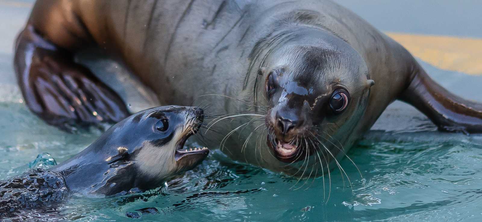 The Marine Mammal Center Steller Sea Lion