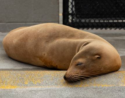 sea lion stilton