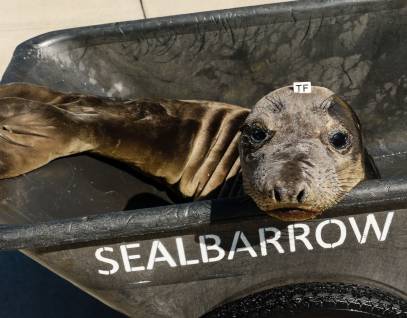 elephant seal Auburn in a wheelbarrow with the word "Sealbarrow" on it