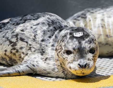 harbor seal, magoo
