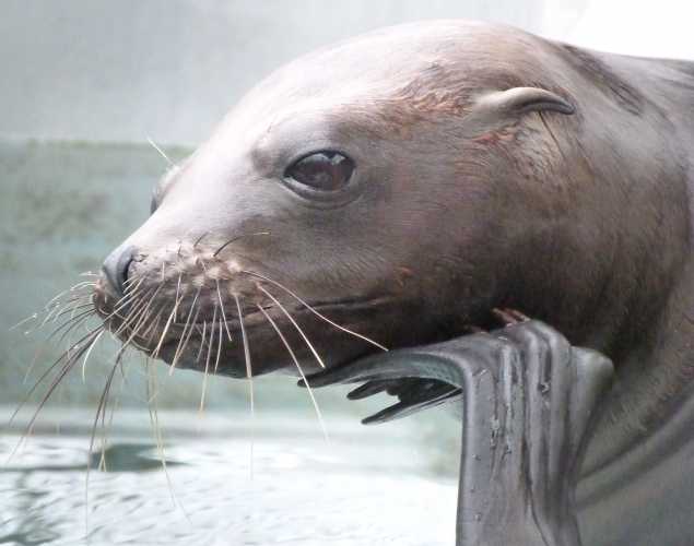 California sea lion Cfasa