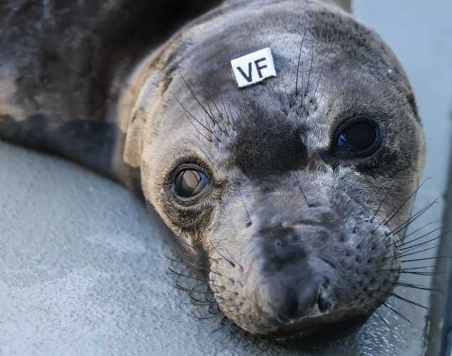 elephant seal Nathan