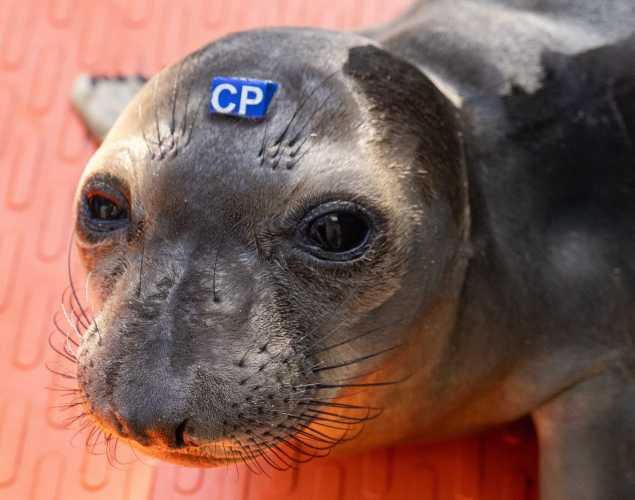 northern elephant seal Melbel