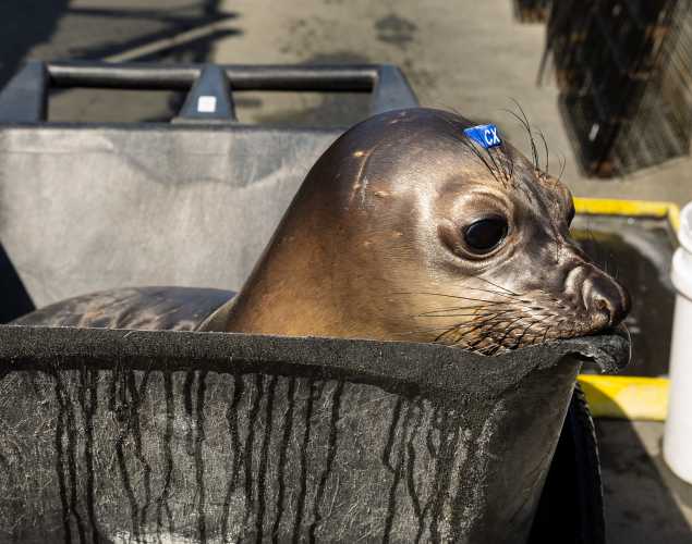 Northern elephant seal