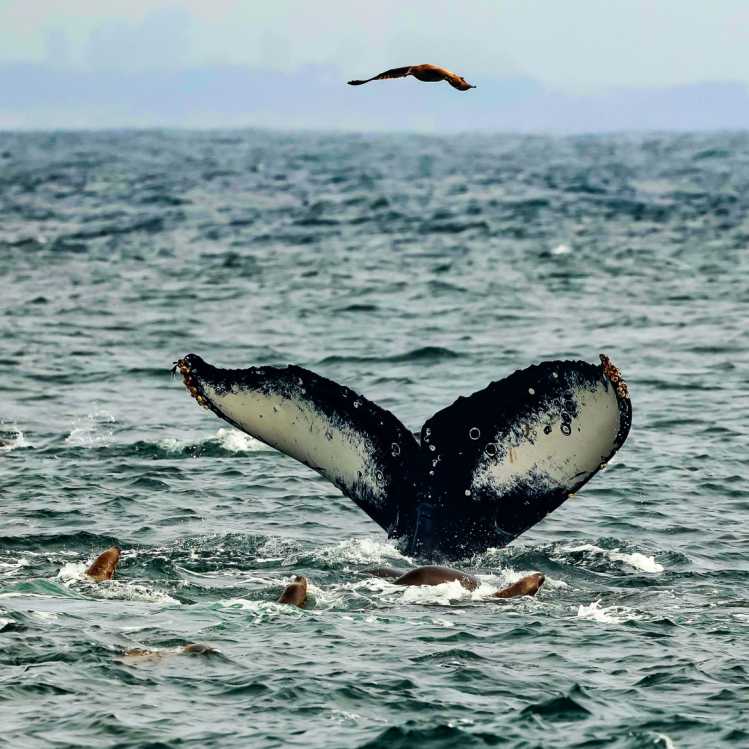 whale fluke