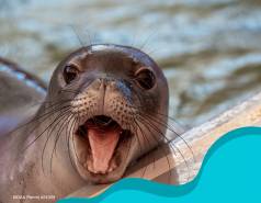 Ke Kai Ola Open House Series