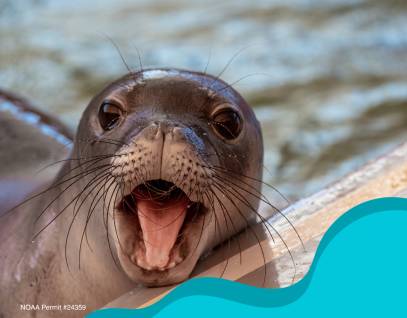 Ke Kai Ola Open House Series