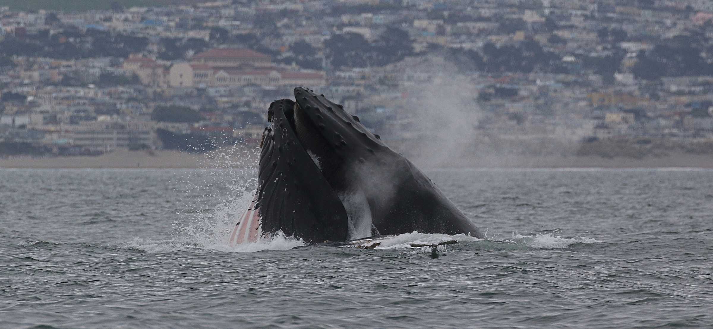 Your Visual Guide to Whale Breaching, Lunge Feeding and Other Behaviors ...