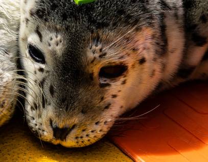 harbor seal Calev