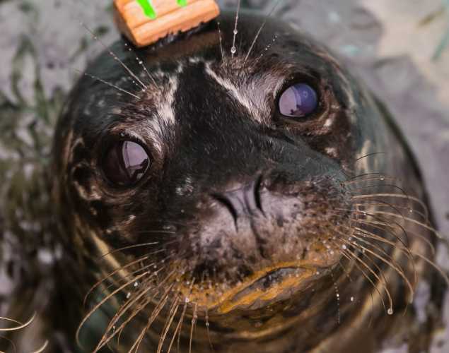 harbor seal Webby