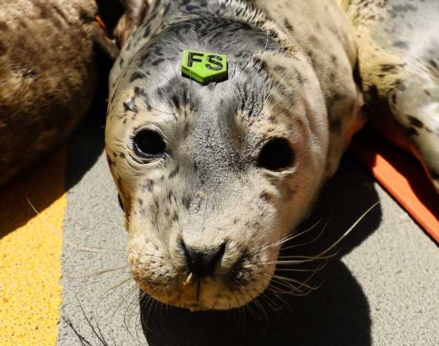 harbor seal Phyllis