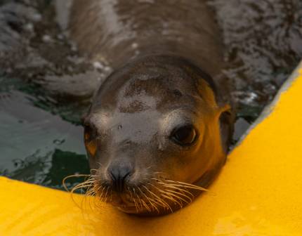 sea lion razz