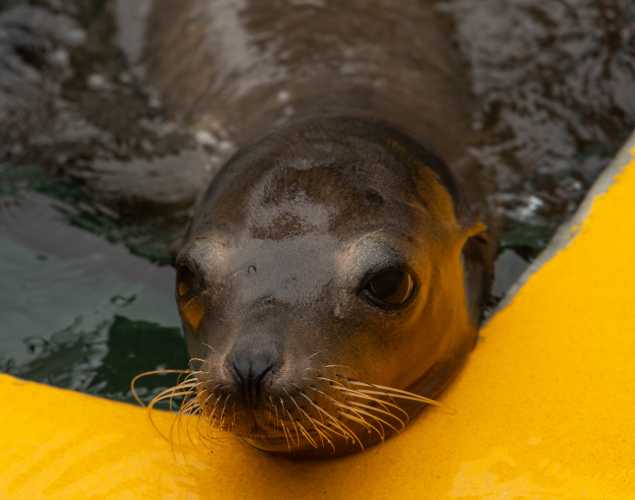sea lion razz