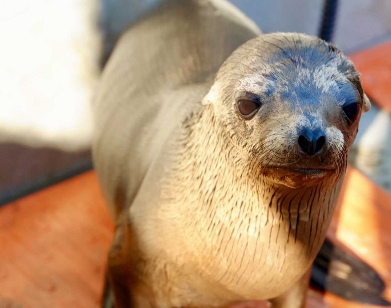 Orion | The Marine Mammal Center