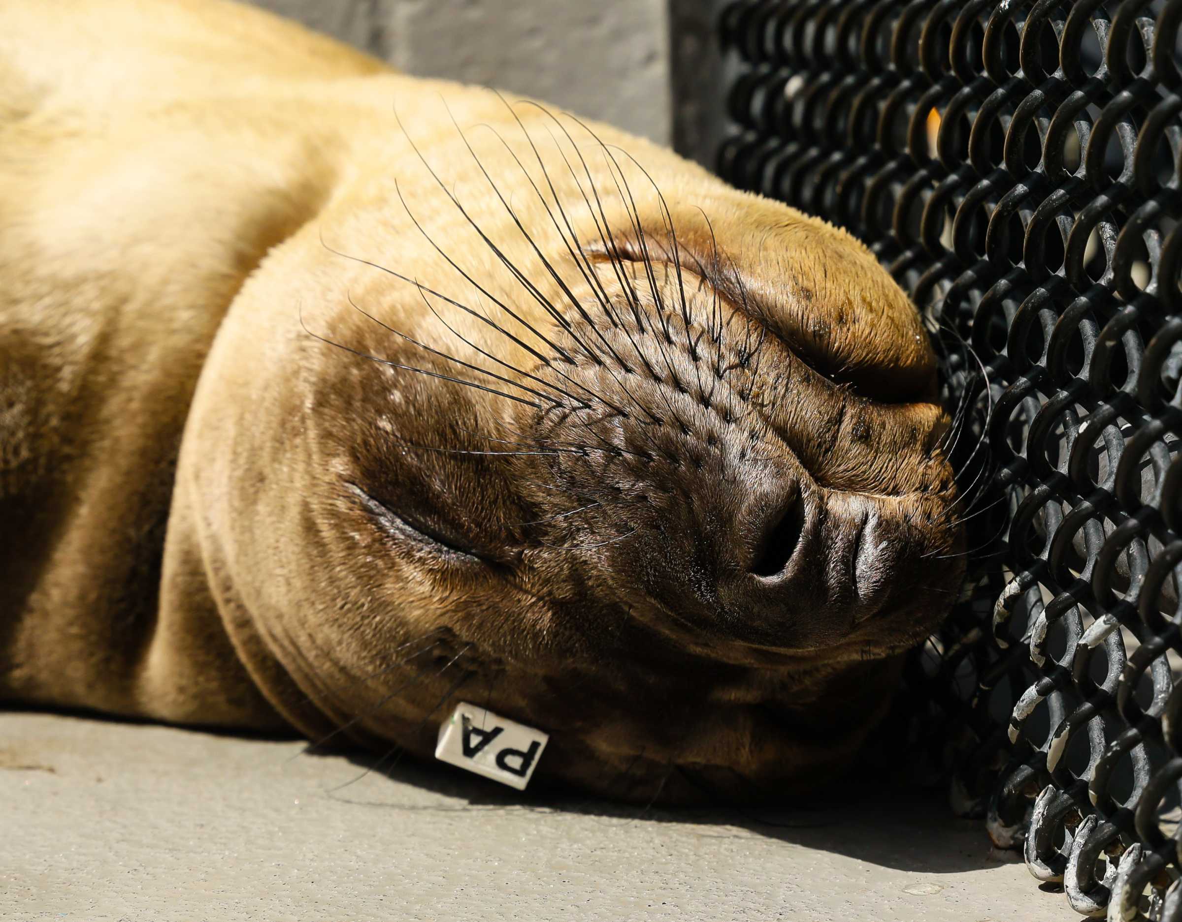 Gauss | The Marine Mammal Center