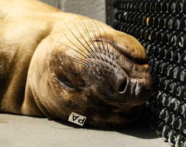 northern elephant seal Gauss