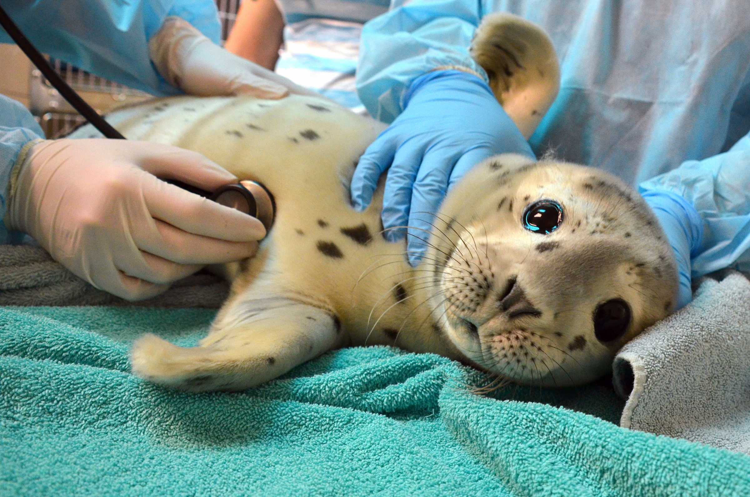 Rescue  The Marine Mammal Center