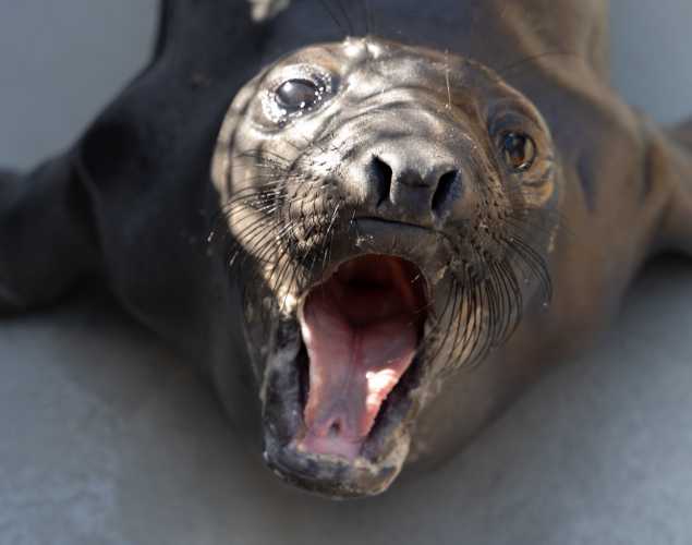 Northern elephant seal
