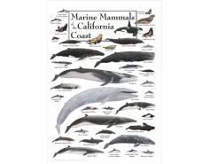 marine mammal poster