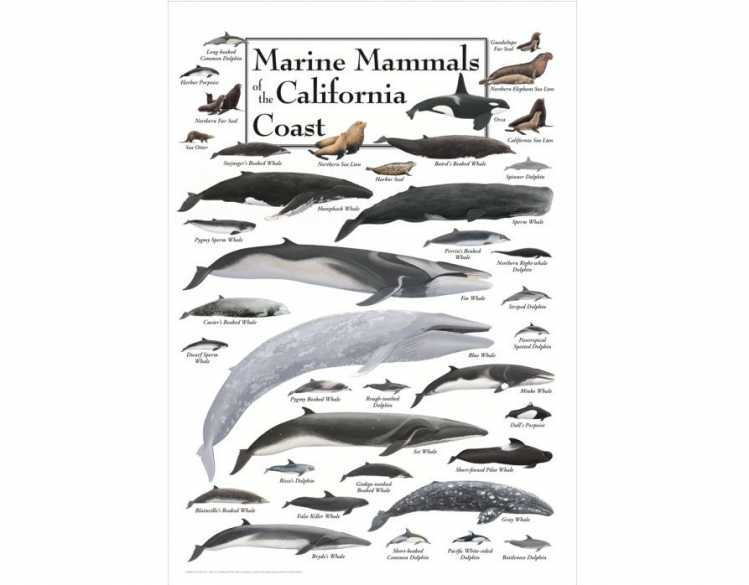 Marine Mammals of the California Coast poster