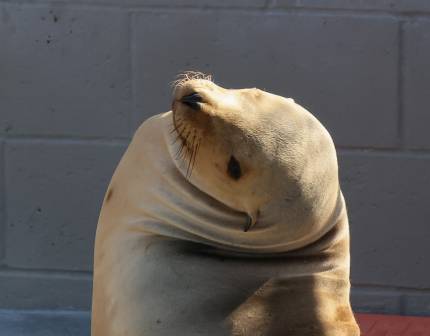 California sea lion Enoki