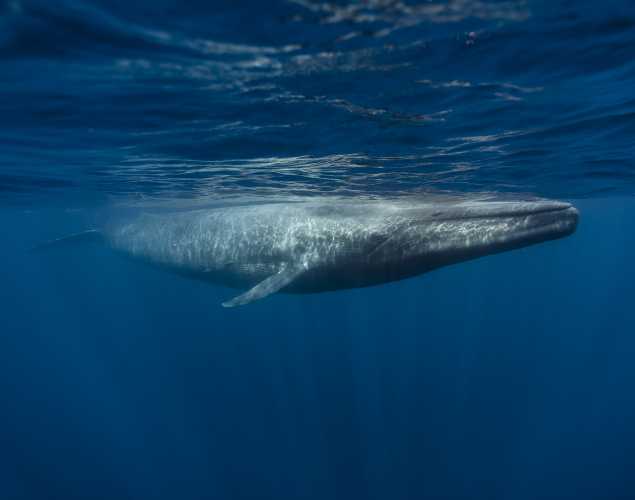 blue whale just below the surface of the water