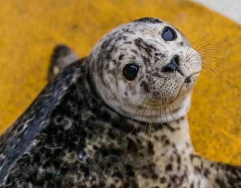 !SEAL!  自然派研究所 moomo thumb__2400_0_0_0_auto.jpg