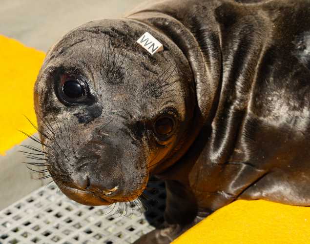 elephant seal Lelah