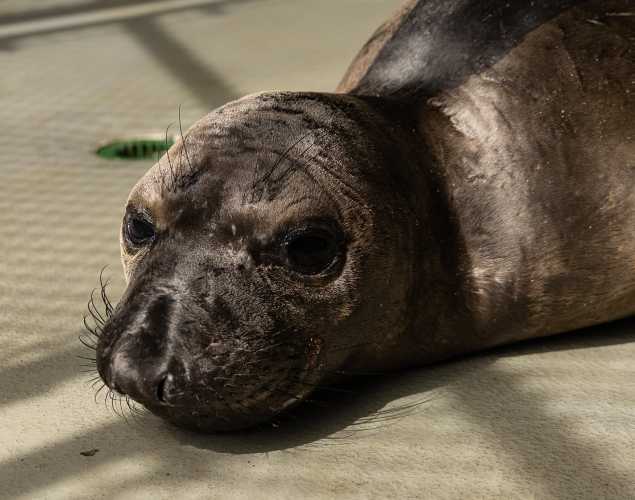 northern elephant seal Lulucat