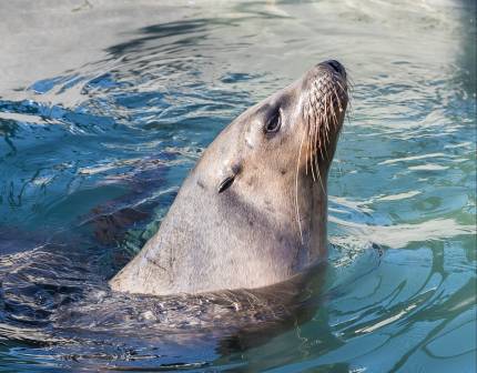 California sea lion Pammysue