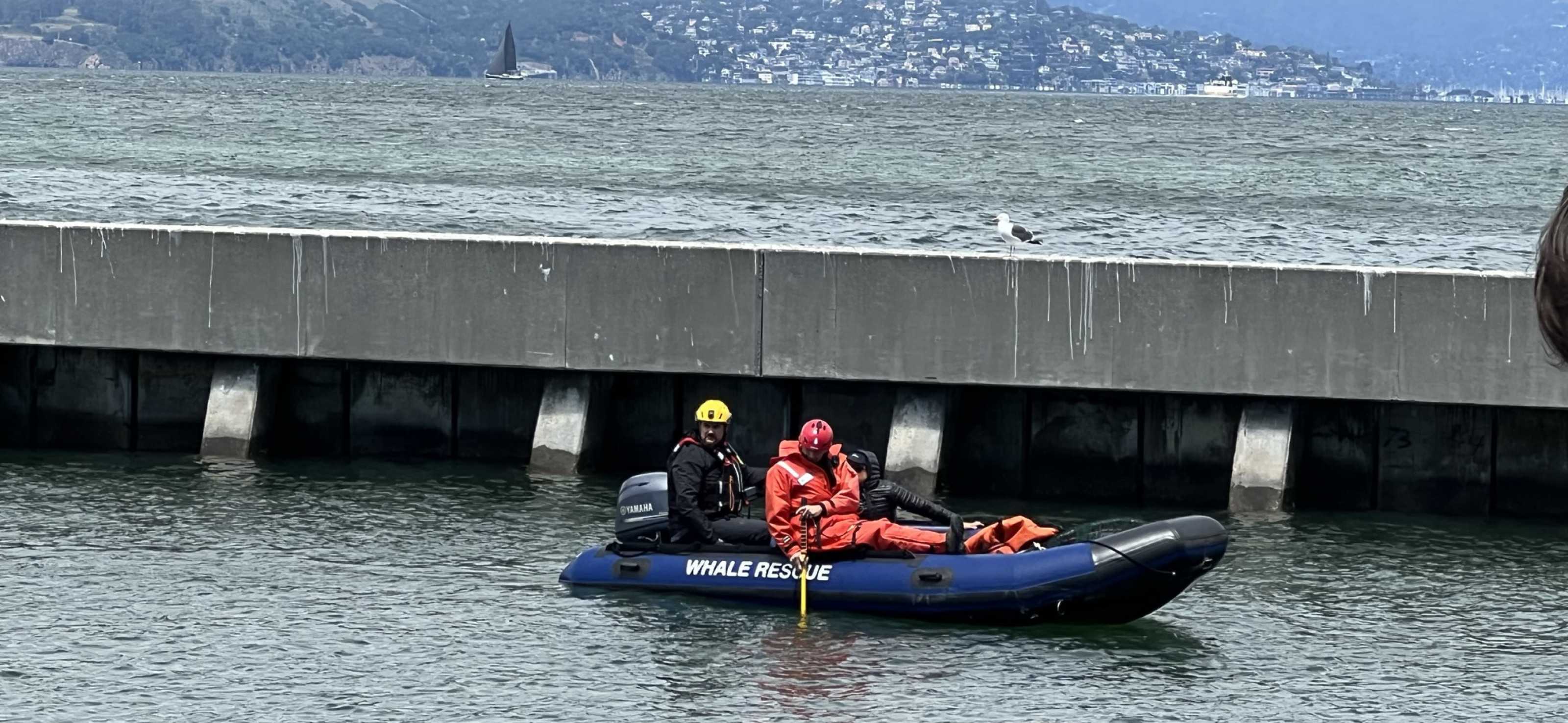 What it Takes to Rescue an Entangled Sea Lion | The Marine Mammal Center
