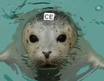 harbor seal Ehlow