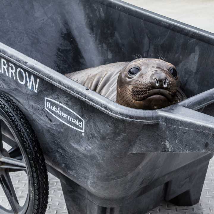 Elephant seal pup in the sealbarrow