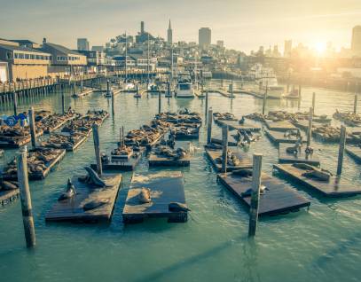 PIER 39 K-Dock at sunrise filled with sea lions