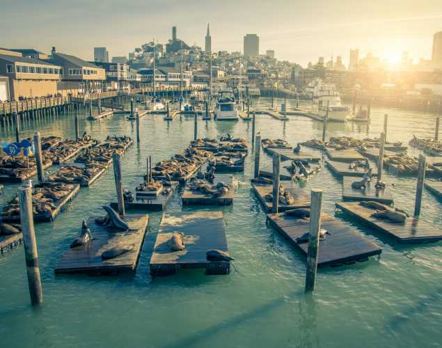 Sea Lions at Pier 39  The Marina, Fisherman's Wharf & the Piers