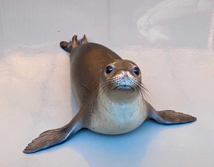 hawaiian monk seal