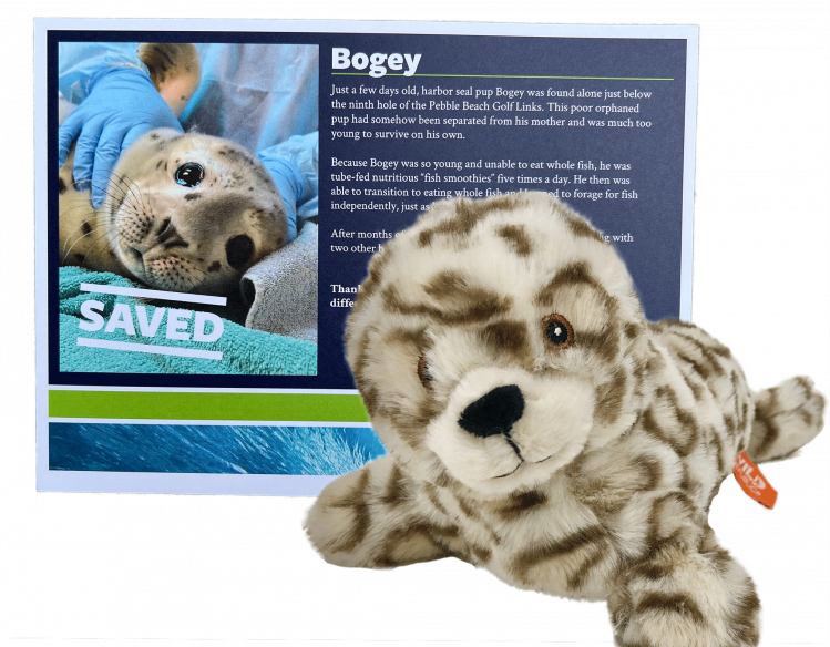 Bogey Adopt-a-Seal package with harbor seal plush