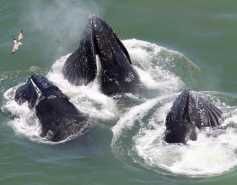 three humpback whales feeding