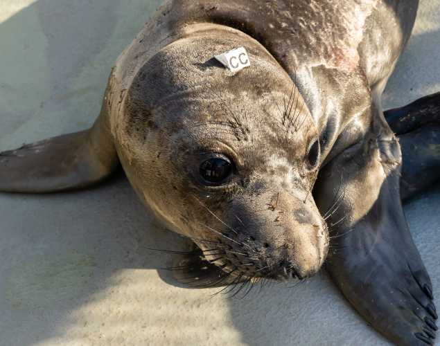 northern elephant seal Cianti