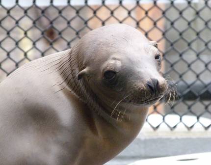 California sea lion Bardun