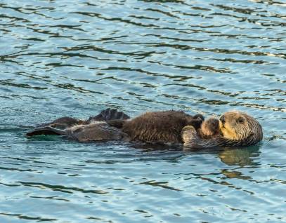 sea otter mom floating with pup on her chest
