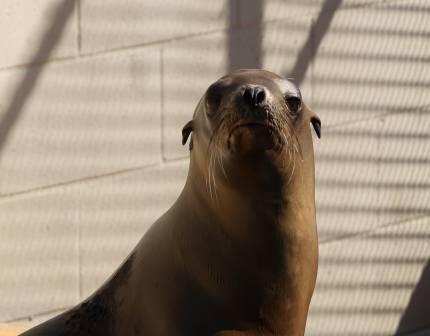 California sea lion Trevor