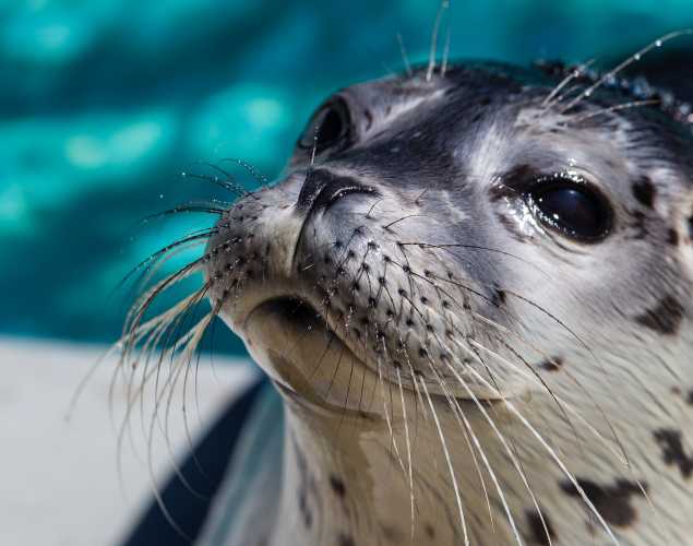 harbor seal Rebel Princess